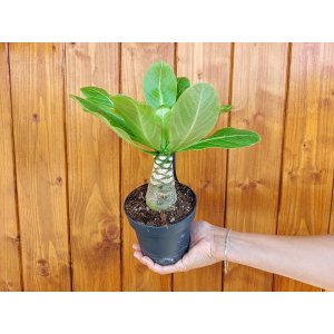 Havajská palma (Brighamia insignis) - výška 15-20 cm, kont. C1L